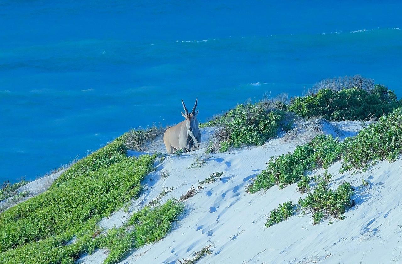 Morukuru Beach Lodge De Hoop Nature Reserve Exterior photo